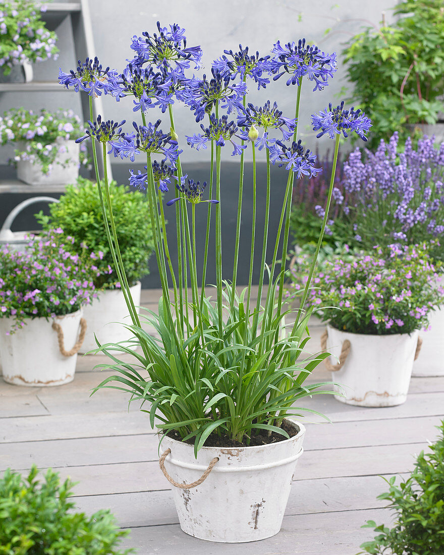 Agapanthus 'SDB001'