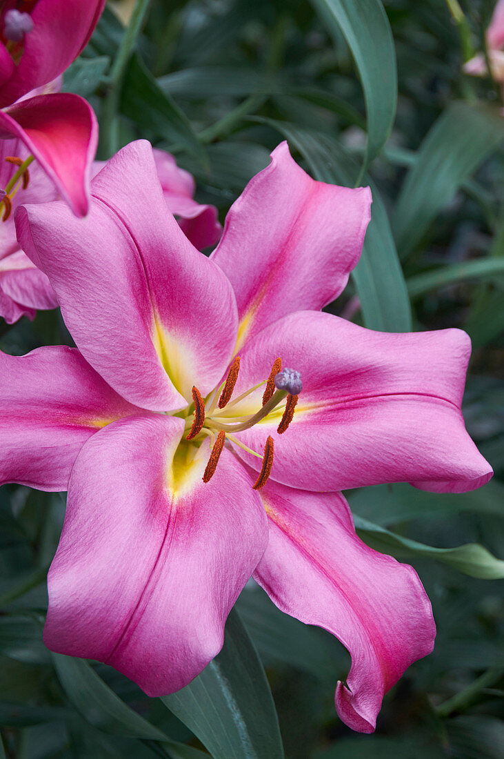 Lilium 'Valdosta'