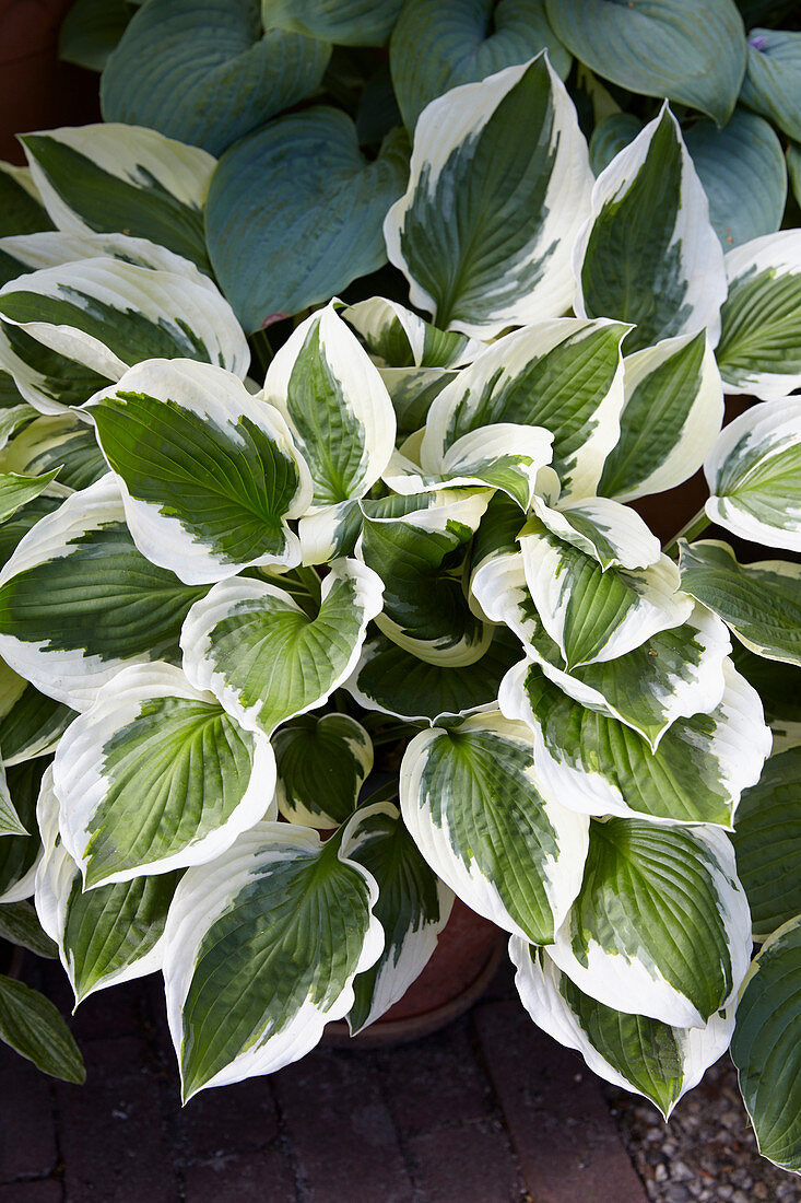 Hosta