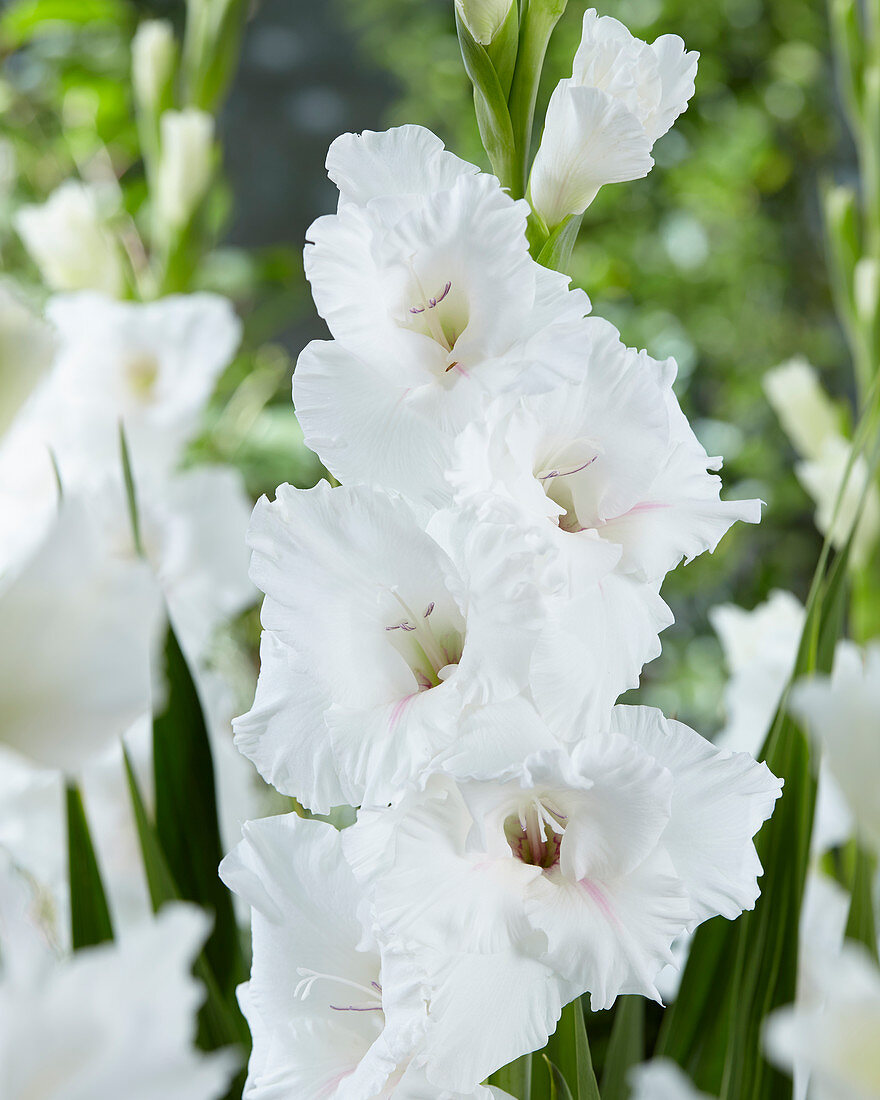 Gladiolus Flevo Eskimo