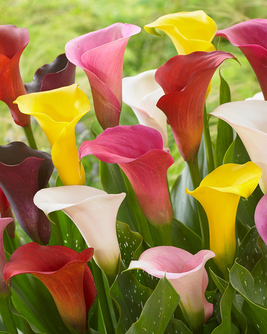 Bunter Zantedeschia-Mix