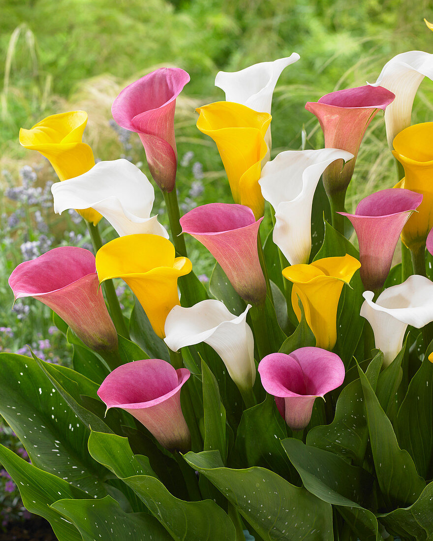 Zantedeschia mix