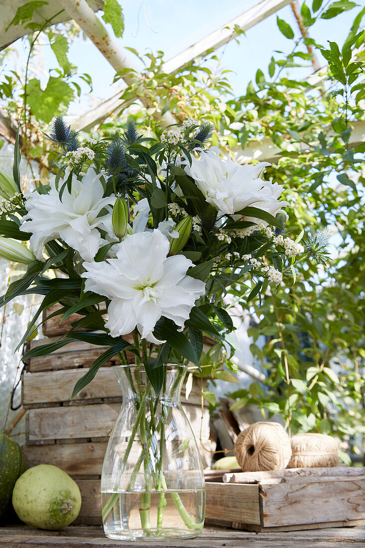 Lilium Roselily 'Angela'