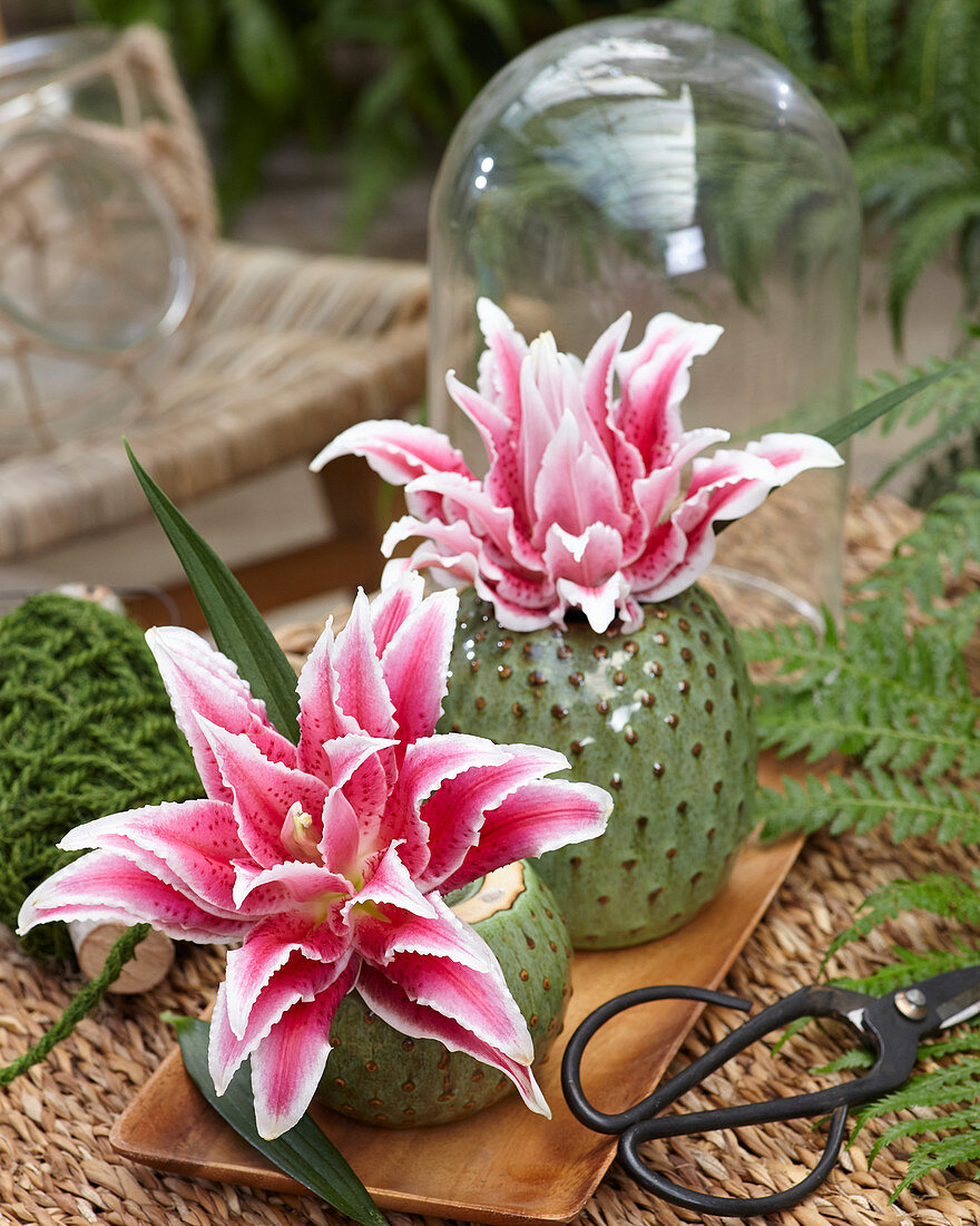 Lilium Roselily 'Lorena'