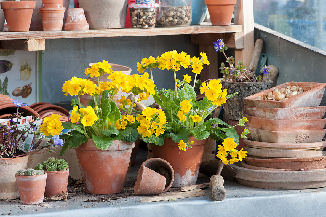 Tall primroses in clay pots, anemones and houseleek