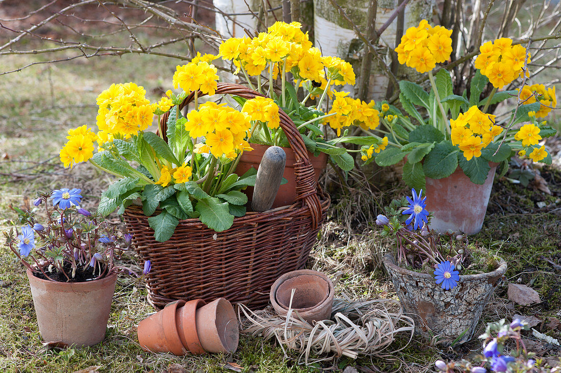 Tall primroses and ray anemone for planting, wreath of grass