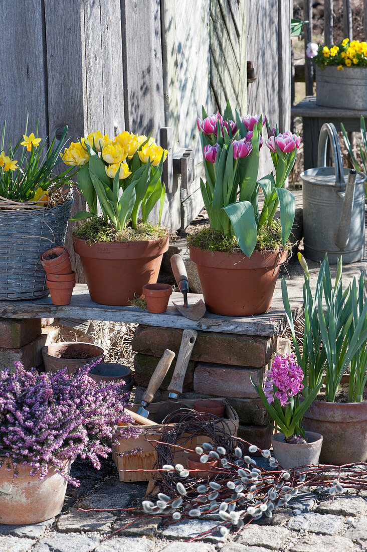 Pot arrangement with tulips and heather