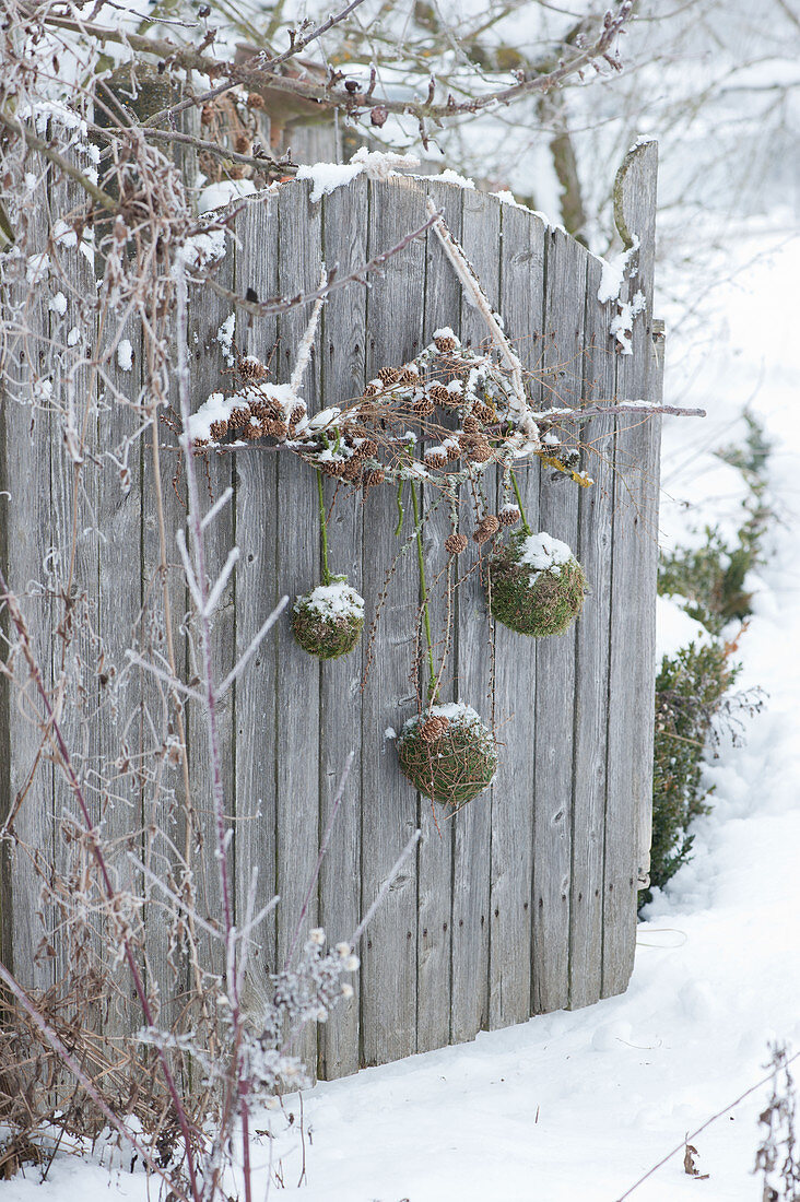 Larch branches and moss balls as decoration on the garden gate