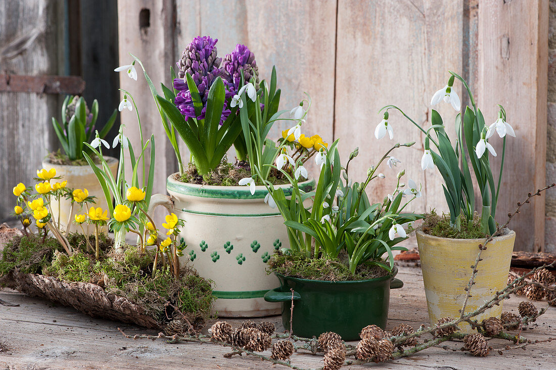 Hyacinths and snowdrops in pots, Winter aconite in moss on bark