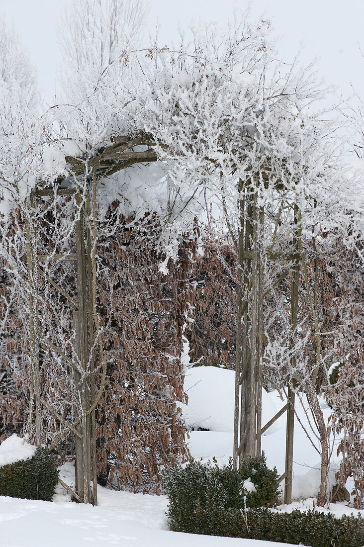 Rose arch and hedge in winter