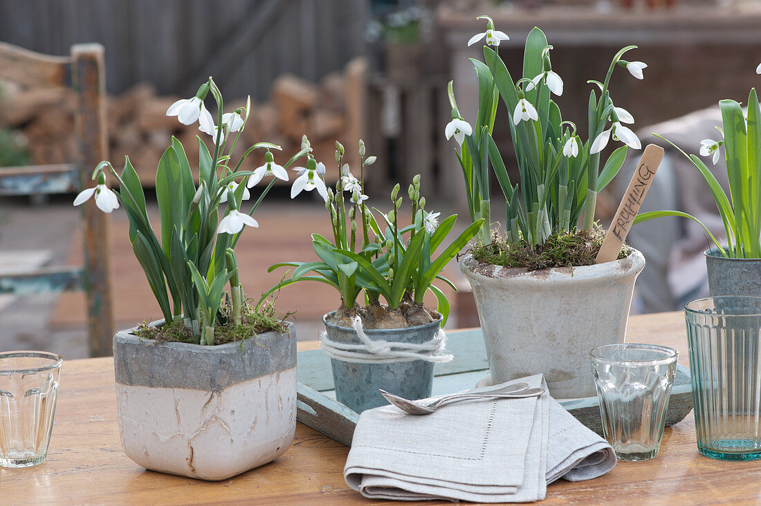 Snowdrops and Lebanon squill in pots as table decoration, plug with inscription: spring