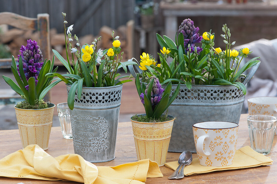 Tin pots with hyacinths, Winter aconite and Lebanon squill trees as table decorations