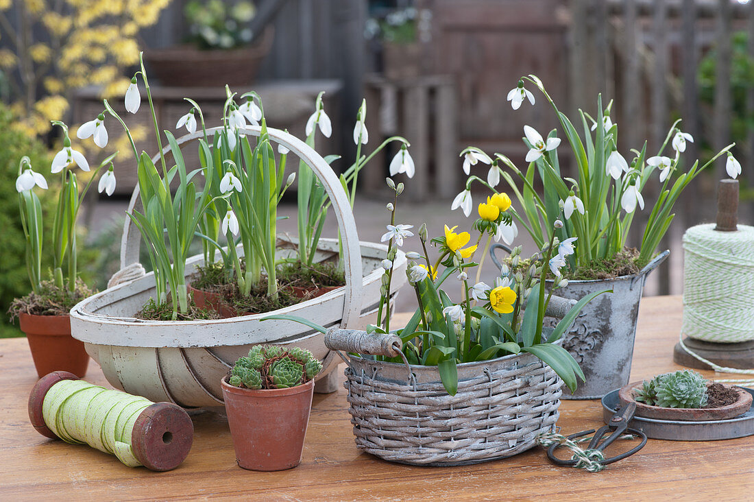 Snowdrops, Winter aconite and Lebanon squillia in baskets and pots