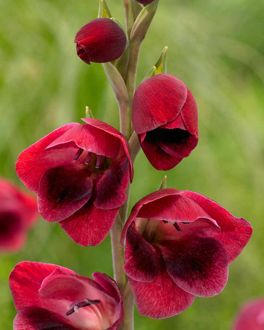 Gladiolus papilio 'Ruby Red'