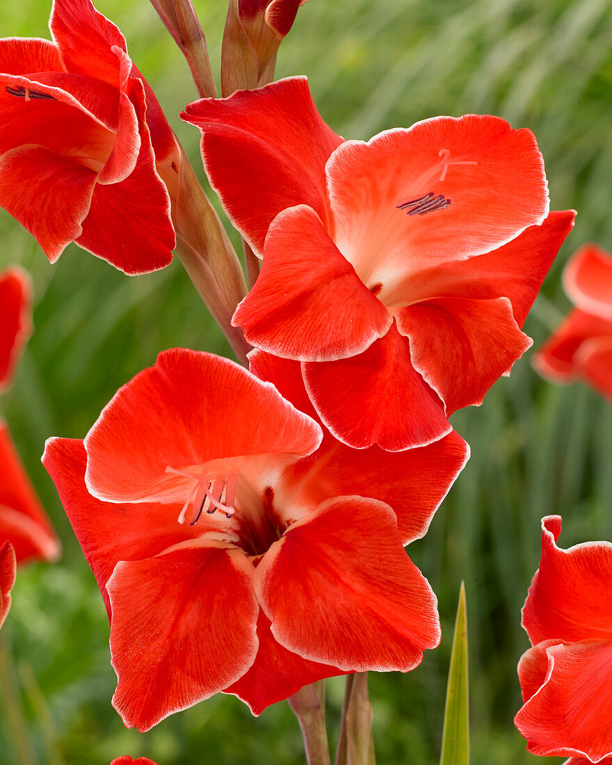 Gladiolus primulinus Atom