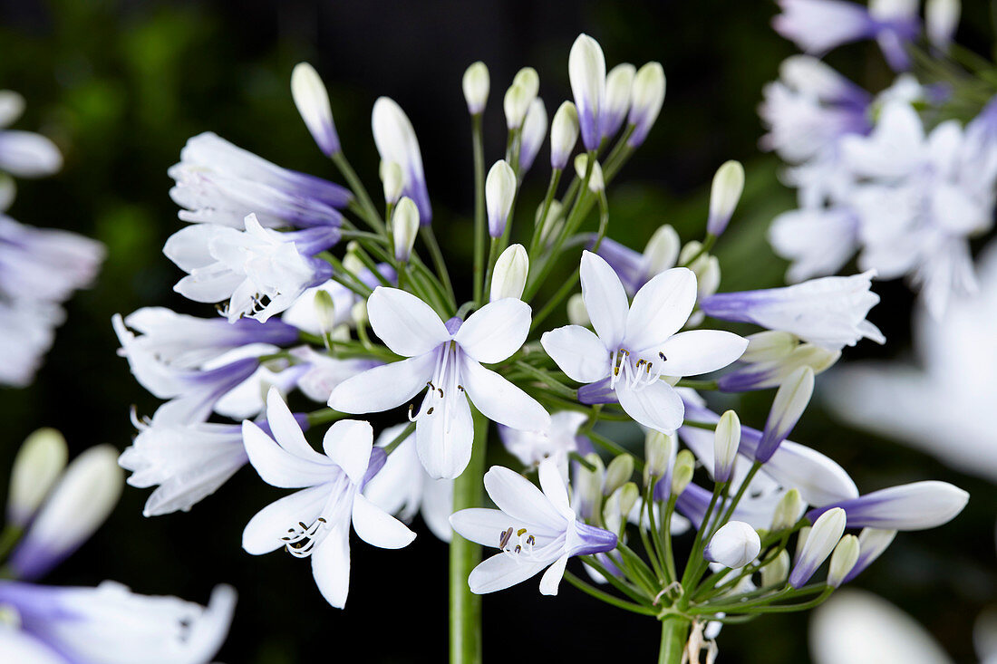 Agapanthus Twister