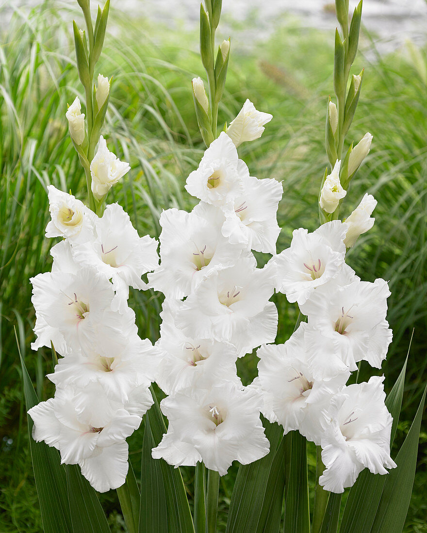 Gladiolus 'Flevo Eskimo'