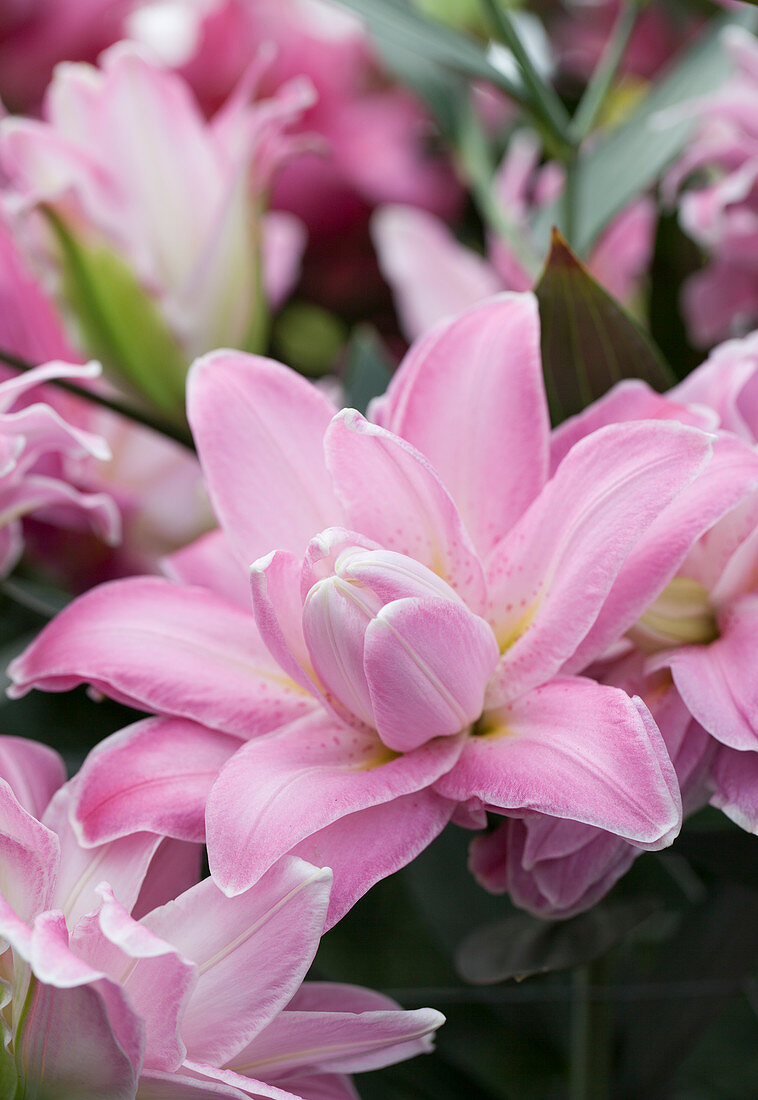 Lilium 'Accolade'