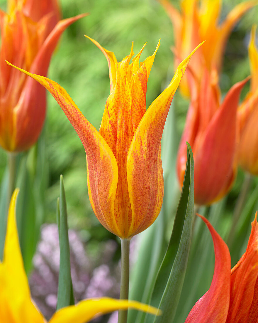 Tulipa Vendeeglobe