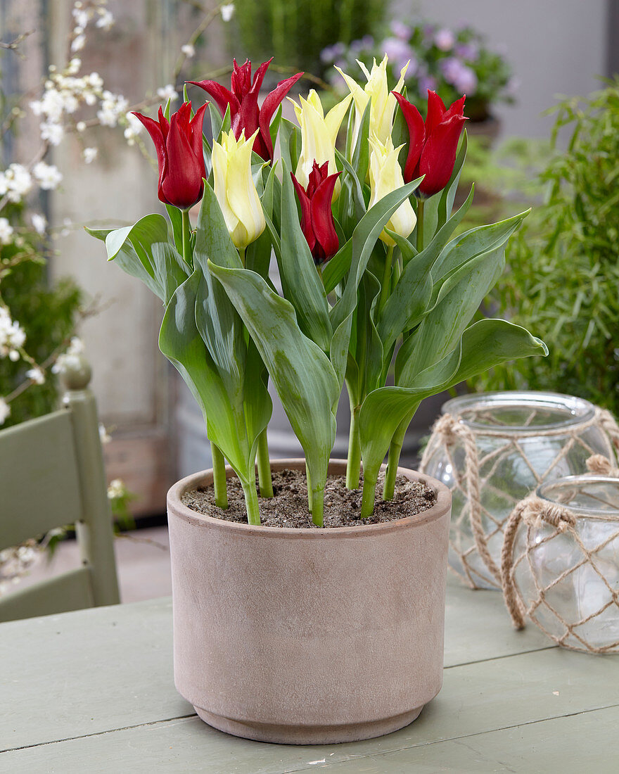 Tulipa 'Isaak Chic', 'Florijn Chic'