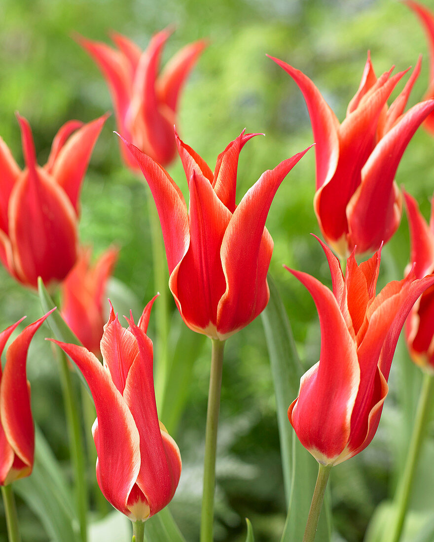 Tulipa Aladdin