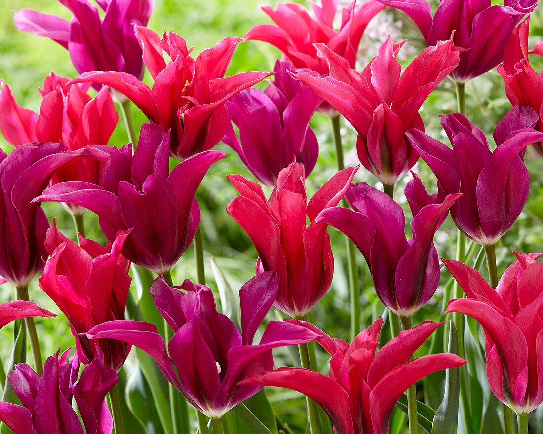 Tulipa 'Purple Doll', 'Doll's Minuet'