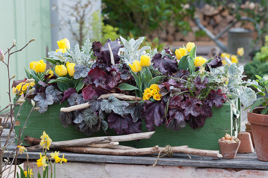 Kontrastreiche Bepflanzung mit Tulpen, Purpurglöckchen, Primeln und weißfilziges Greiskraut