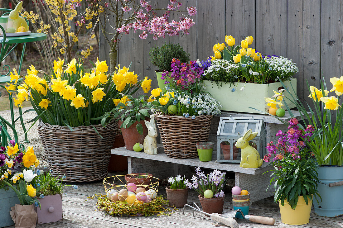 Easter terrace with daffodils, tulips, gold lacquer and grape hyacinths, basket with Easter eggs