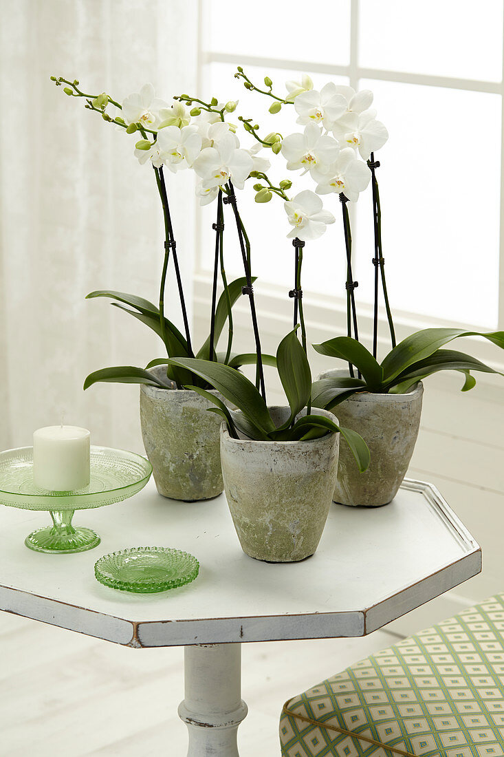 Phalaenopsis white