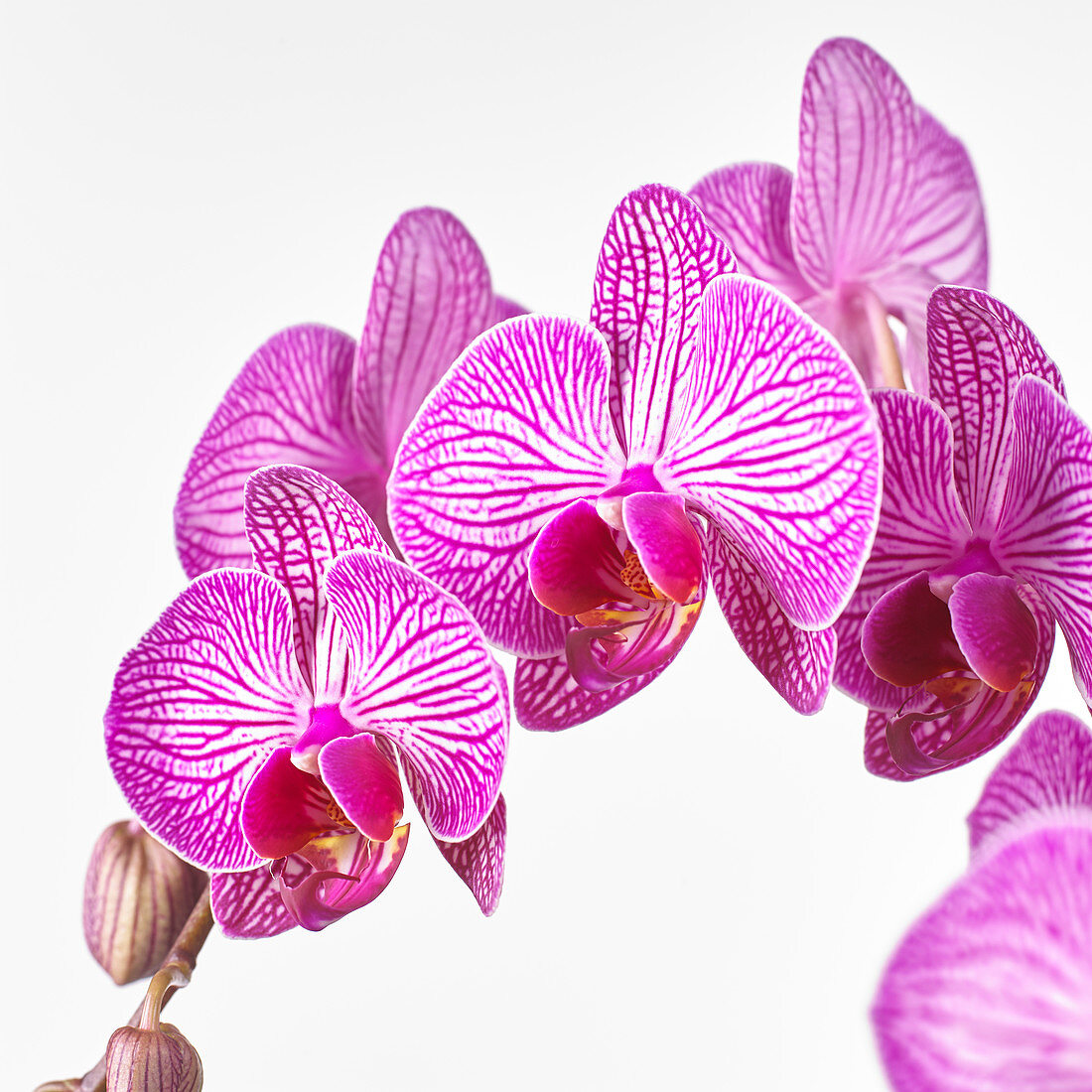 Phalaenopsis 'Paso Robles'