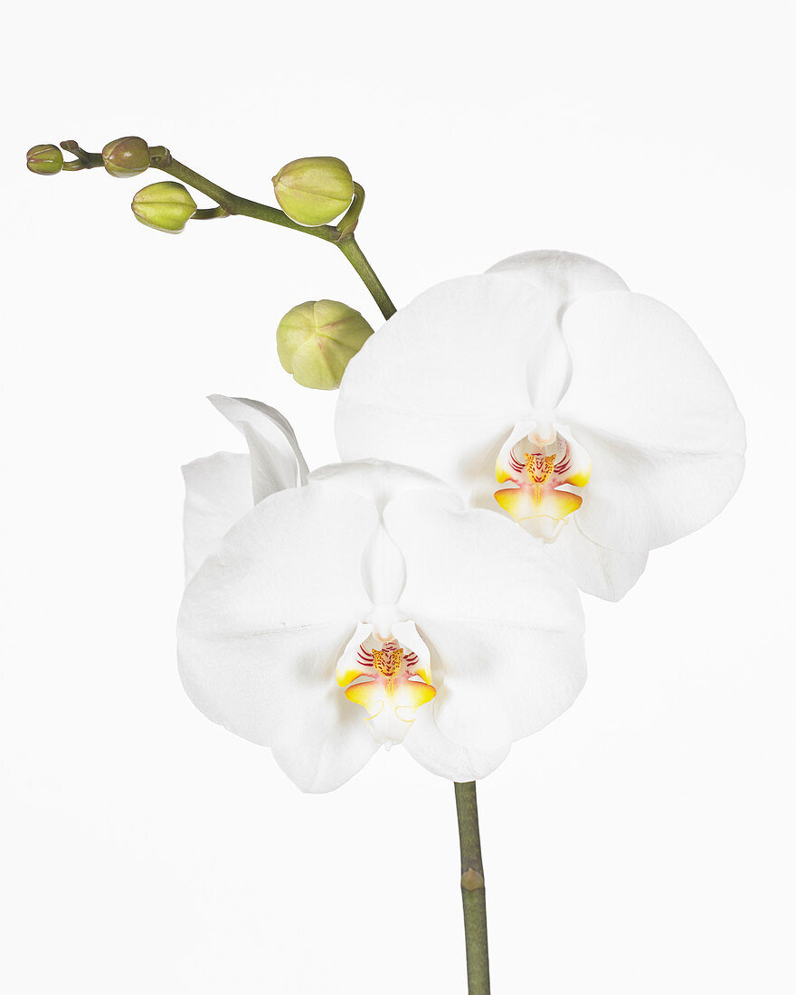 Phalaenopsis White World