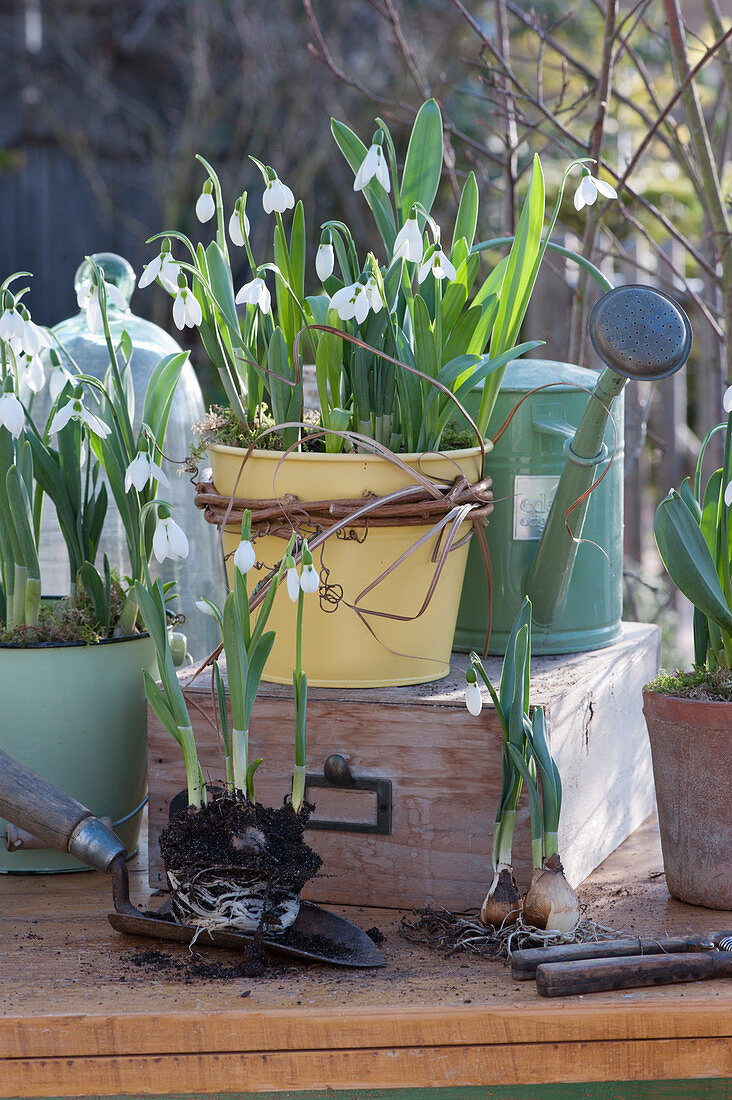 Snowdrops in tin pots