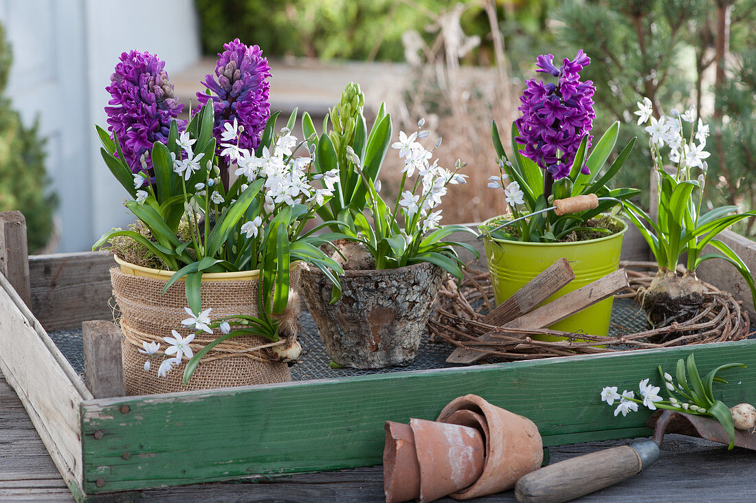 Hyacinths and Lebanon squillias decorated in pots, wreath of tendrils