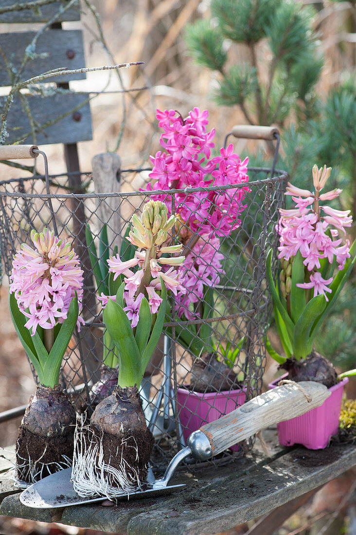 Still life with pink hyacinths