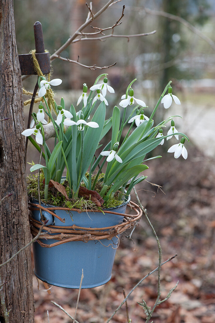 Snowdrops hanged on goal posts