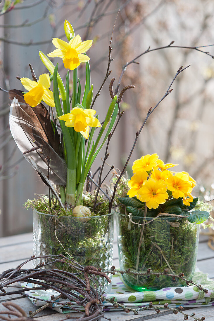 Frühling in gelb mit Narzisse 'Tete a Tete' und Primel in Gläsern mit Moos