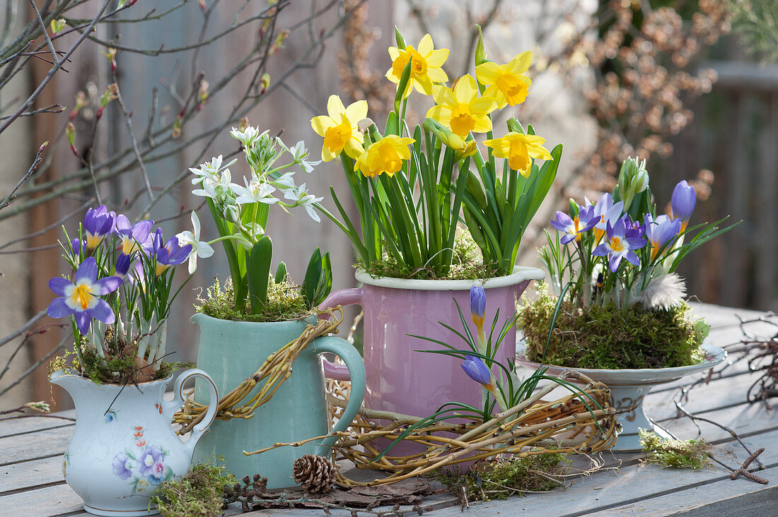 Frühling in zweckentfremdeten Haushaltsgefäßen: Krokus 'Tricolor', Milchstern, Narzisse 'Tete a Tete'