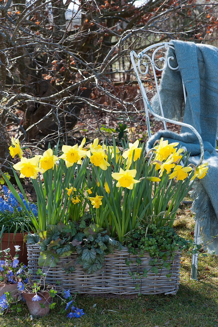 Basket box with daffodils, purple bells and ivy in the garden