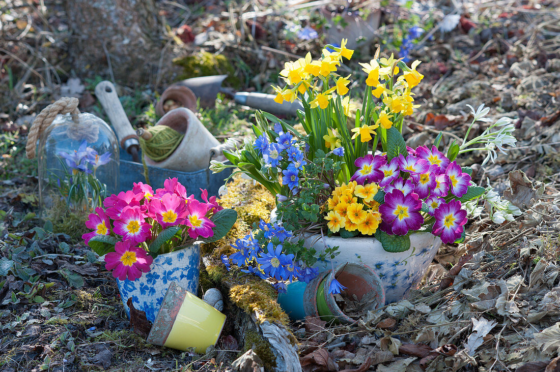 Colourful spring flowers in pots in the garden