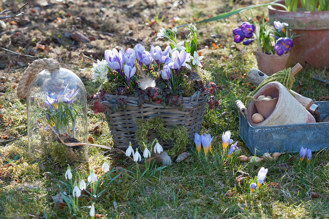 Spring in the garden with crocus 'King of the Striped', milk star and snowdrops