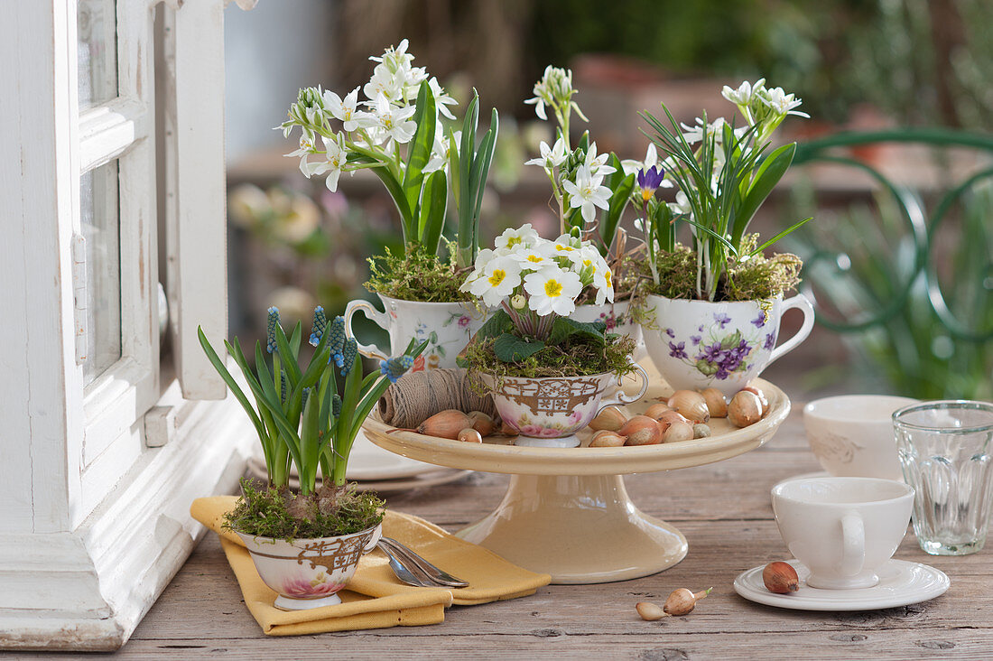Milk star, grape hyacinth, primrose and crocus planted in grandma's cups as table decorations