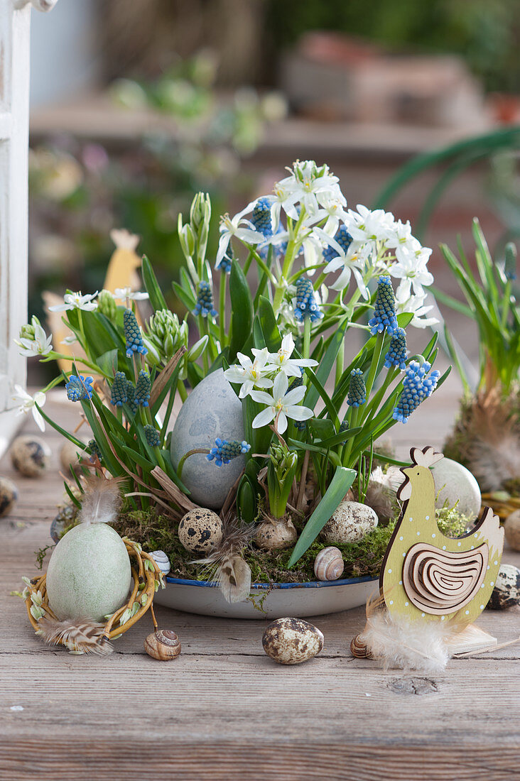 Bowl with grape hyacinths and milk star decorated for Easter with Easter eggs and wooden chicken
