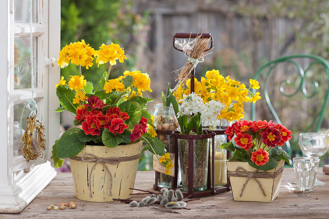 Spring decoration with primroses and milk star