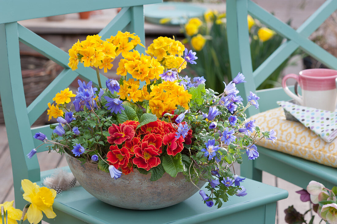 Colourful spring bowl with primroses and ray anemones