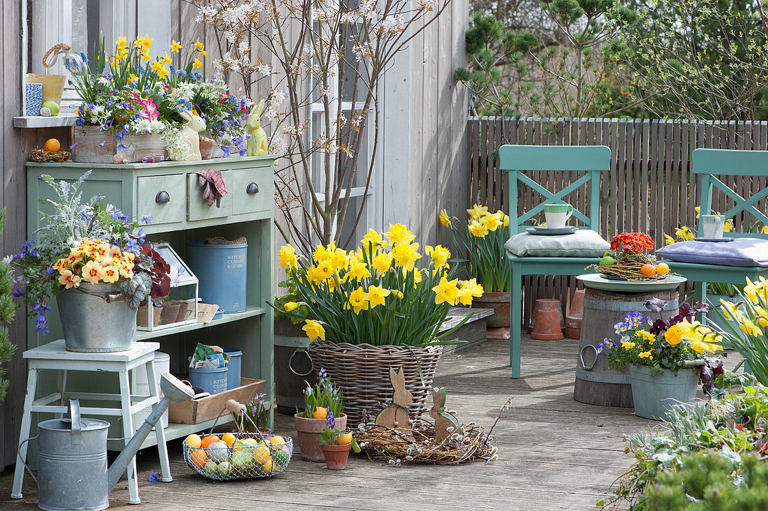Easter terrace with rock pear, daffodils, planted box and zinc bucket