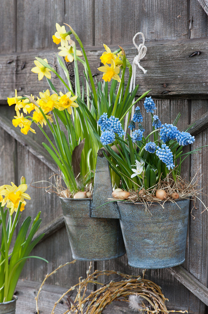 Daffodils and grape hyacinths hung in double pots