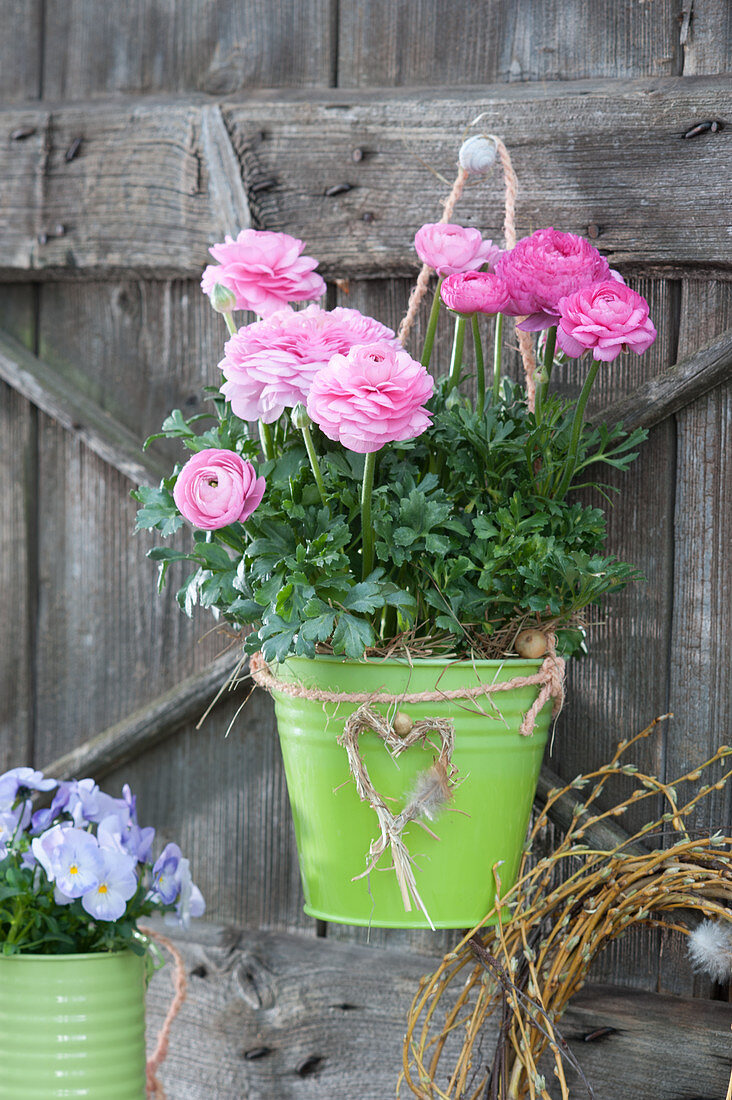 Ranunculus hung in a green tin pot, heart made of grass as decoration