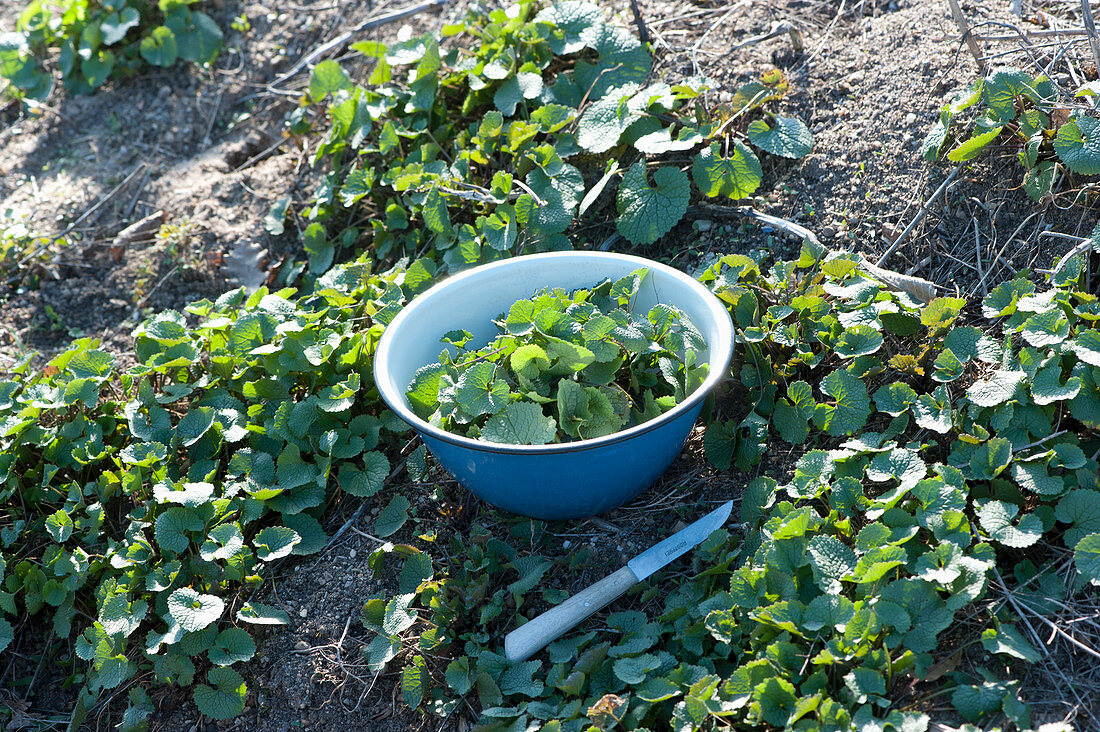 Bowl of freshly harvested garlic rocket in a bed