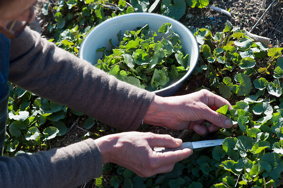 Woman is harvesting garlic rocket