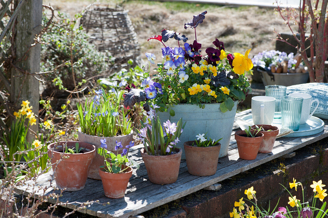 Spring in pots on the garden wall